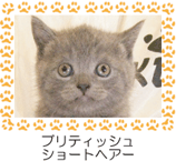 ブリティッシュ・ショートヘアー
