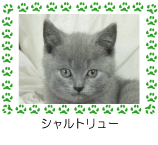 シャルトリュー