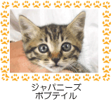 ジャパニーズ・ボブテイル
