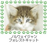 ノルウェイジャンフォレストキャット