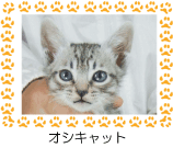 オシキャット