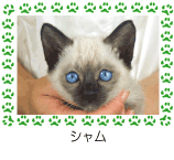シャム