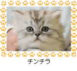 チンチラ