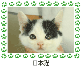 日本猫