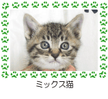 ミックス猫