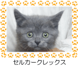 セルカークレックス