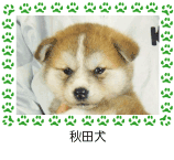 秋田犬