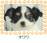 チワワ