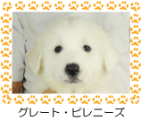 グレート・ピレニーズ
