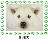 紀州犬