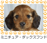 ミニチュア・ダックスフンド
