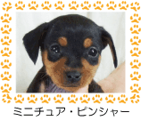 ミニチュア・ピンシャー