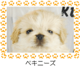 ペキニーズ