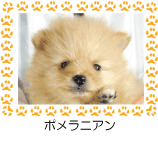 ポメラニアン