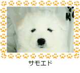 サモエド