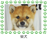 柴犬