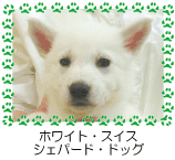 �ۥ磻�ȡ��������������ѡ��ɡ��ɥå�