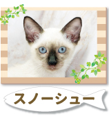 Ρ塼