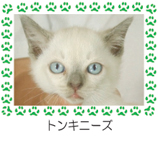 トンキニーズ