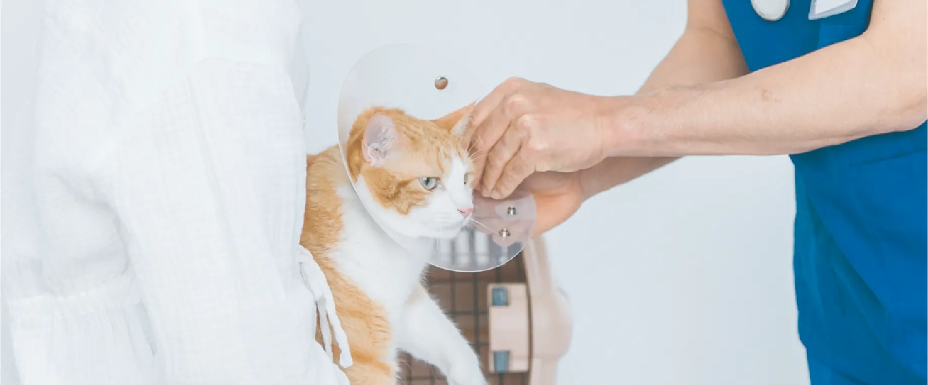 診療を受ける猫