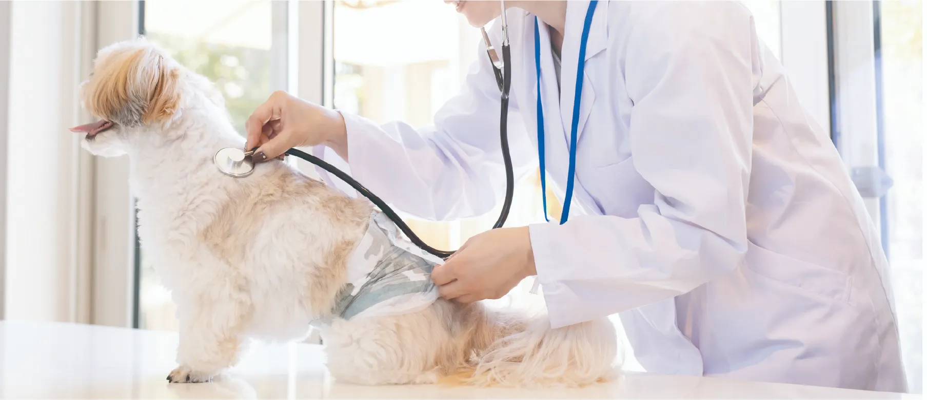 診療を受ける犬