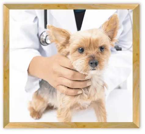 店舗往診のイメージ画像