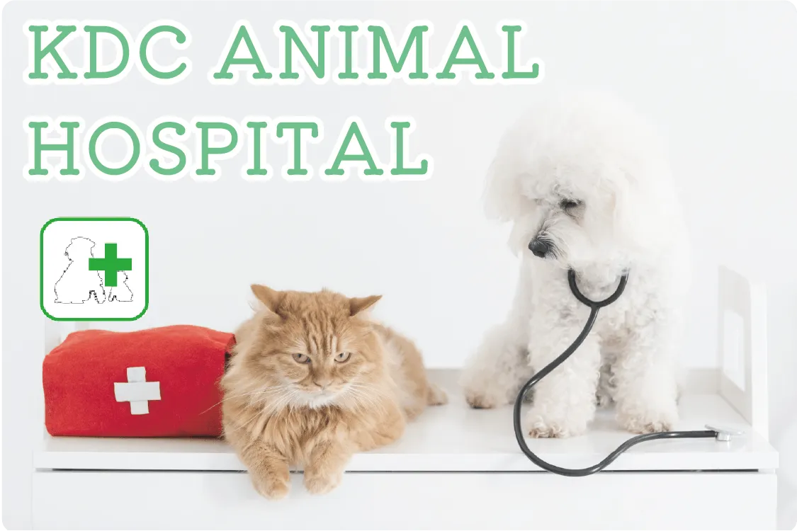 KDC動物病院のメインビジュアル