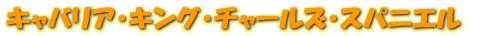 Хꥢ󥰡㡼륺ѥ˥