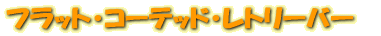 եåȡƥåɡȥ꡼С