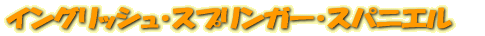 󥰥å塦ץ󥬡ѥ˥