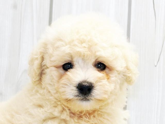 ミックス犬の事ならなんでもご相談ください 大阪のペットショップ空港ドッグセンター
