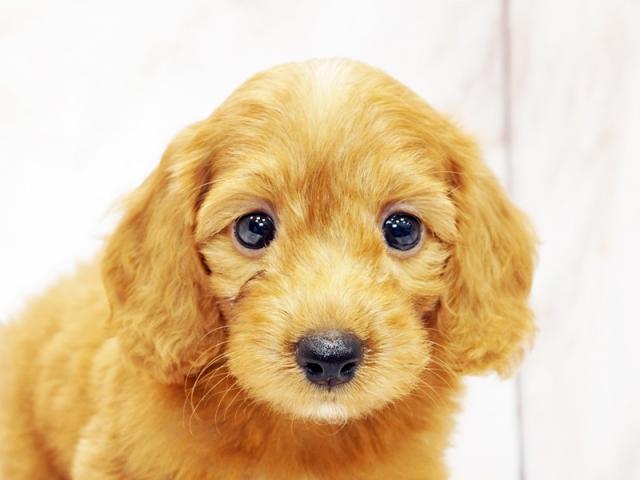 ミックス犬の事ならなんでもご相談ください 大阪のペットショップ空港ドッグセンター