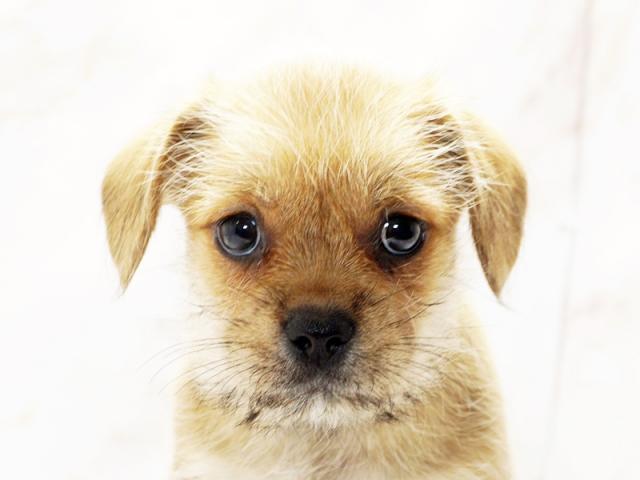 ミックス犬の事ならなんでもご相談ください 大阪のペットショップ空港ドッグセンター