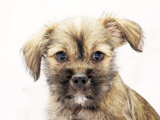 ミックス犬の事ならなんでもご相談ください 大阪のペットショップ空港ドッグセンター