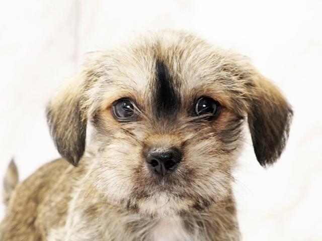 ミックス犬の事ならなんでもご相談ください 大阪のペットショップ空港ドッグセンター