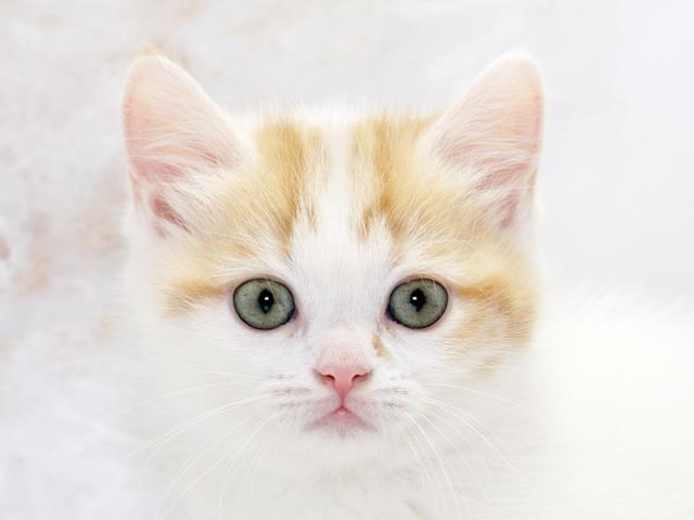 ᥤ󥤥᡼1