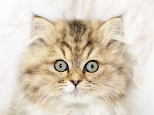 ᥤ󥤥᡼1
