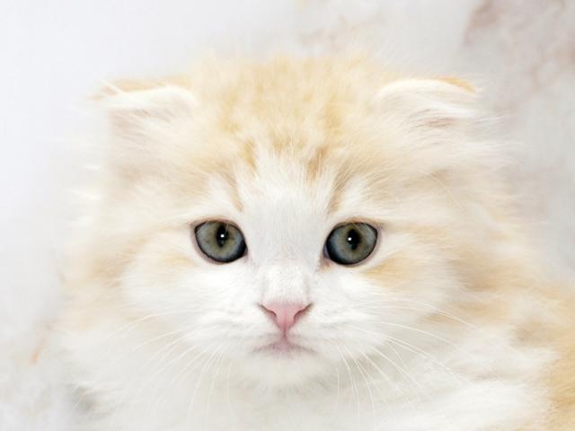 ᥤ󥤥᡼1