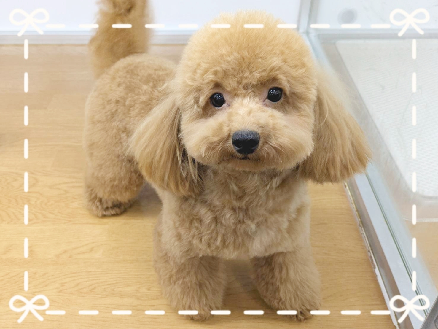 ����ͥ���3