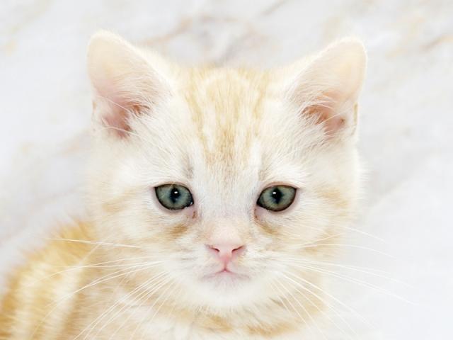 クリックすると詳細データが見られます。