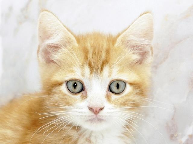 クリックすると詳細データが見られます。
