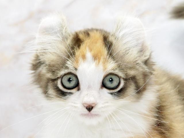 クリックすると詳細データが見られます。