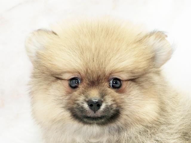 åȾܺ٥ǡޤ