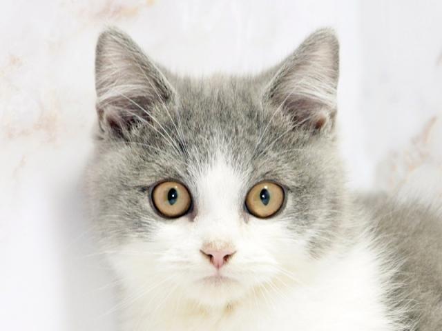 クリックすると詳細データが見られます。