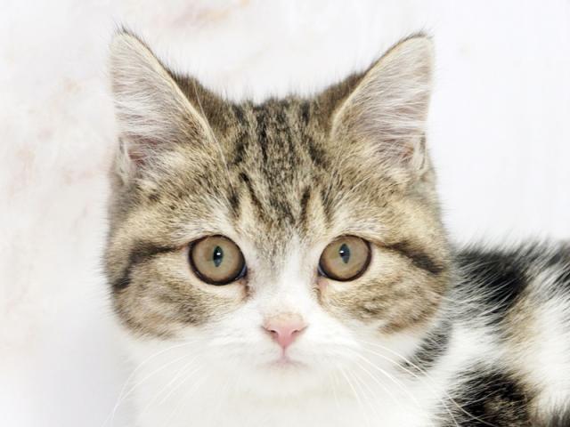 クリックすると詳細データが見られます。