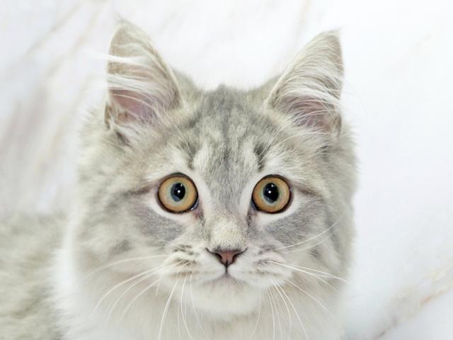 ����å�����Ⱦܺ٥ǡ����������ޤ���