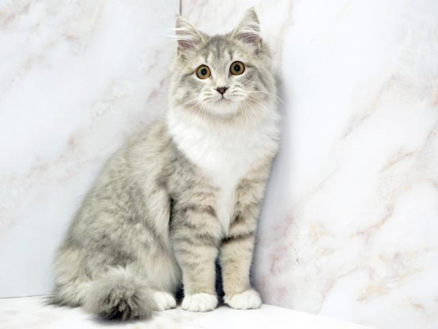 ����ͥ���2