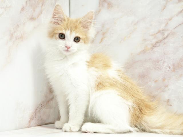 ����ͥ���2