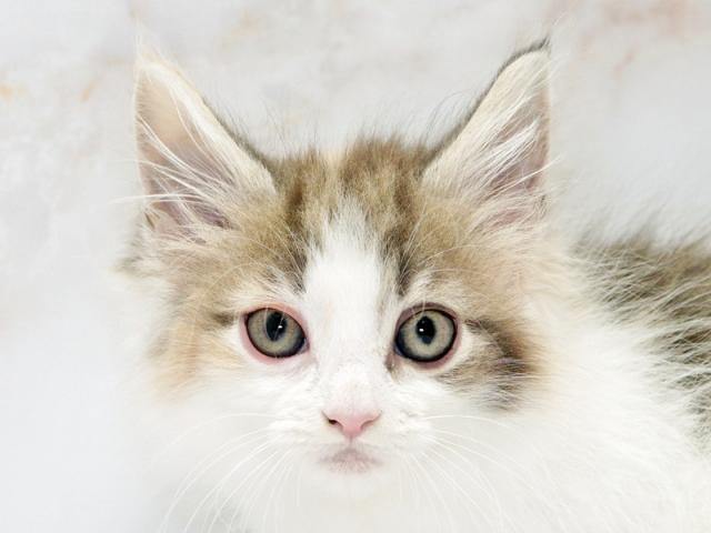 クリックすると詳細データが見られます。