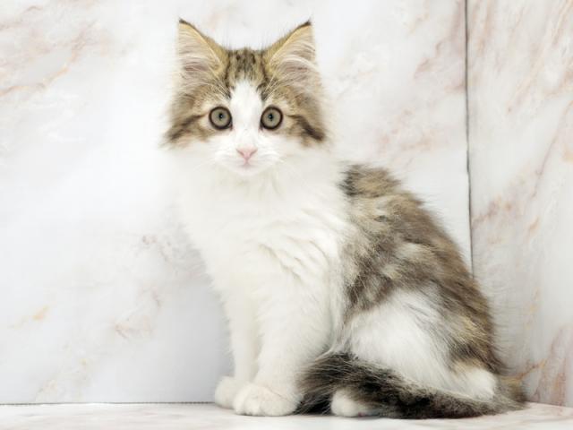 ����ͥ���2